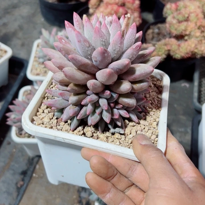 精品多肉植物老桩