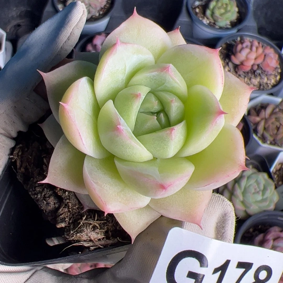 178 多肉植物组合盆栽