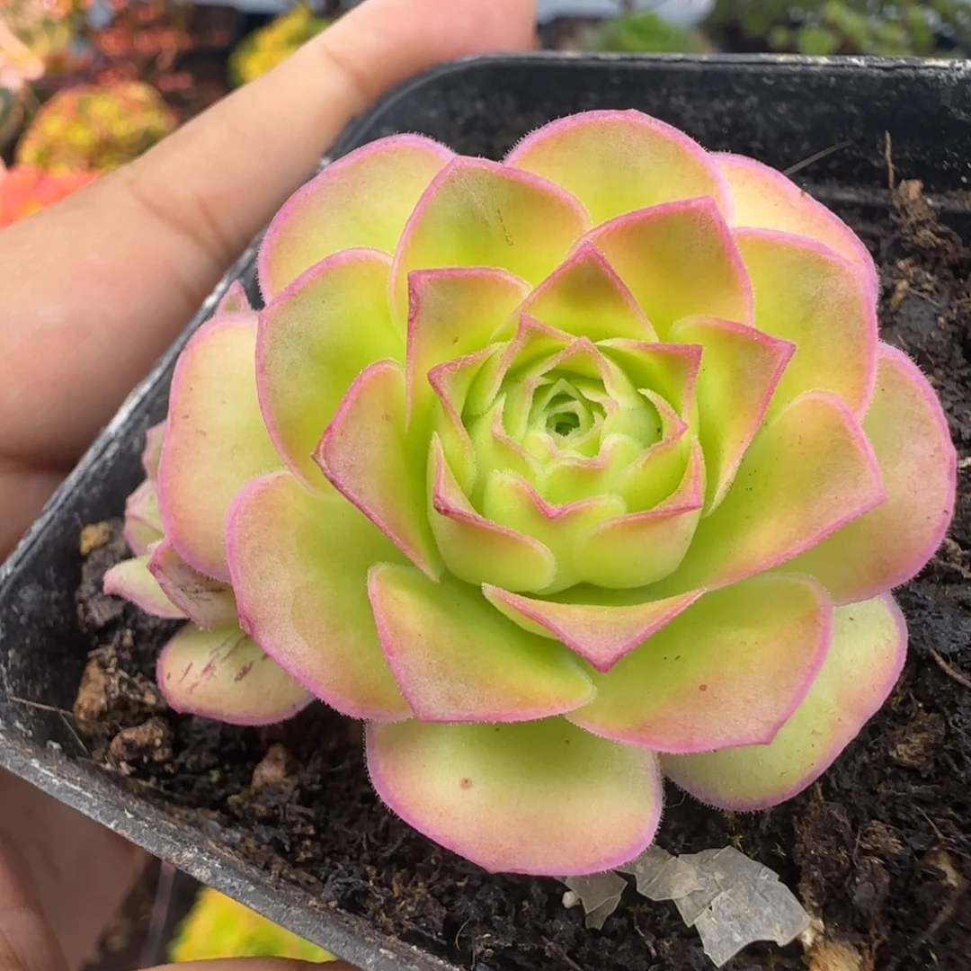 L709半城玫瑰金色梦影不含朋友