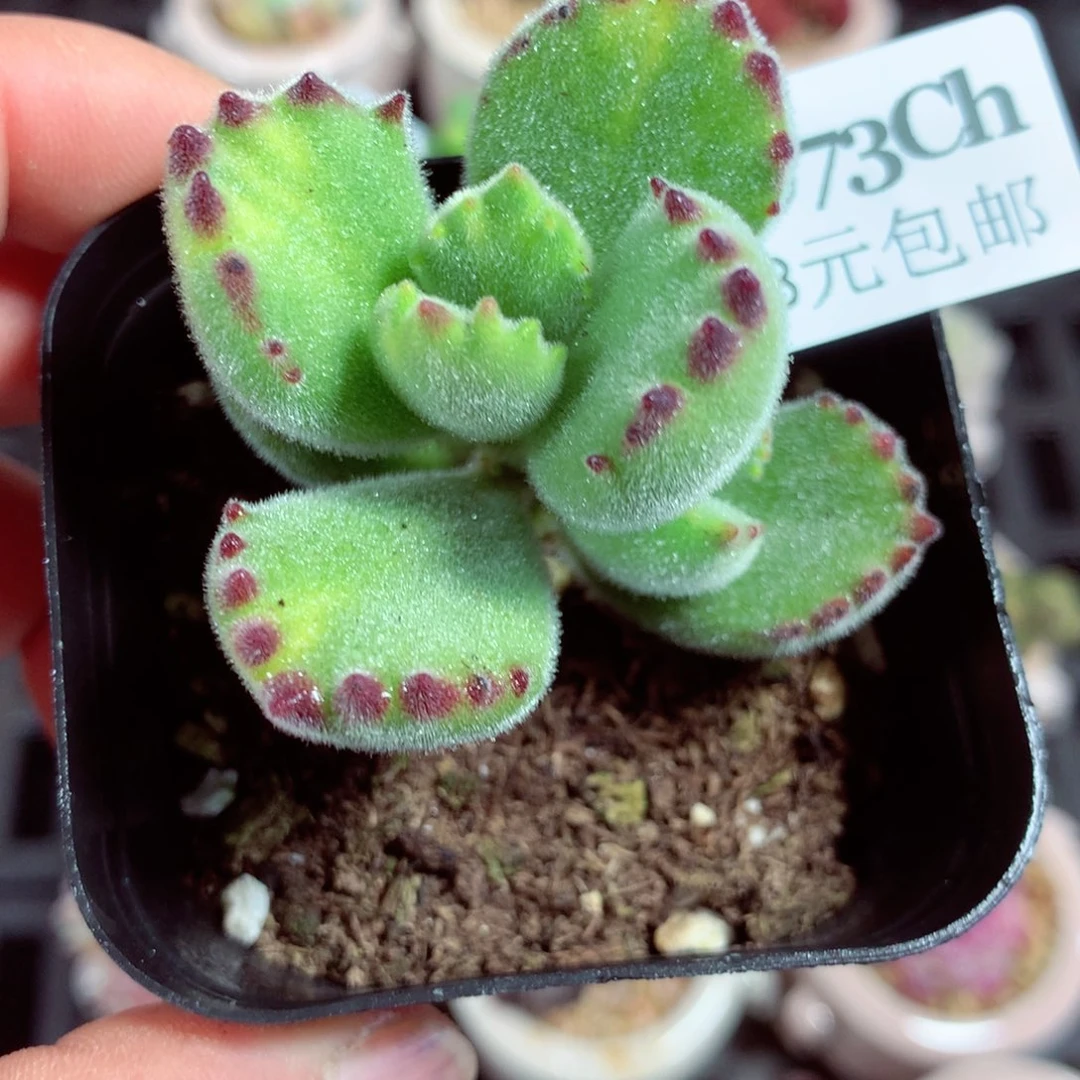 5厘米盆精控多肉2973