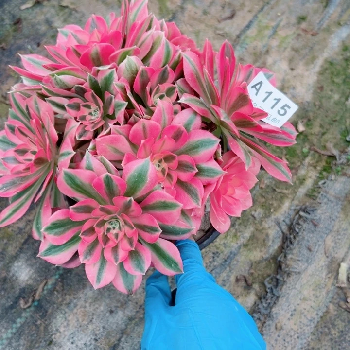 115女巫多肉植物的