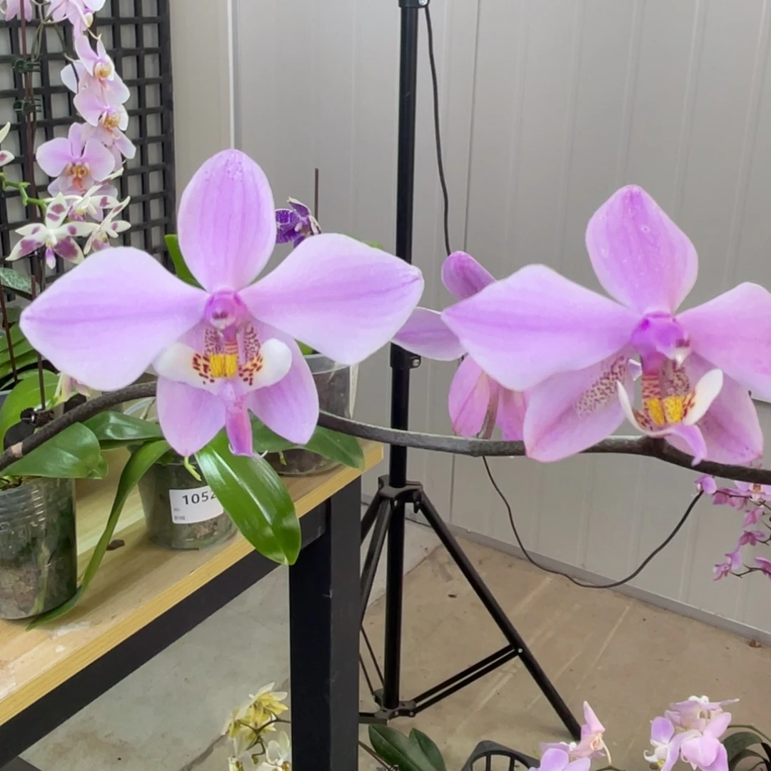 完全开放领带银叶-870