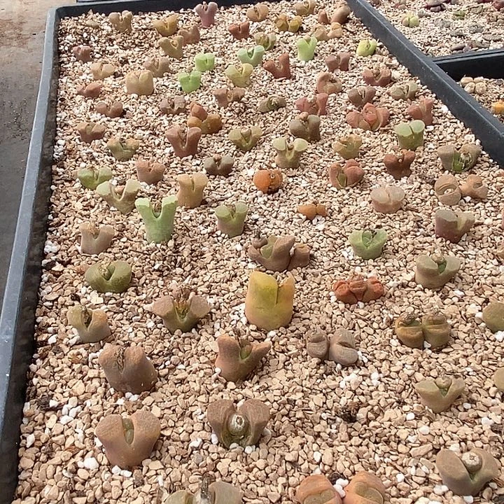 11579一筐风铃有伤