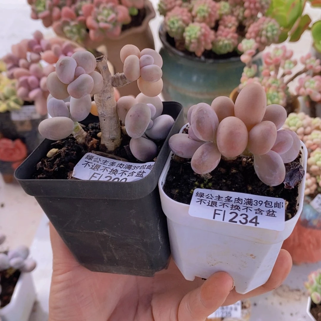 橙奶有砍200，糖豆奶234多肉植物