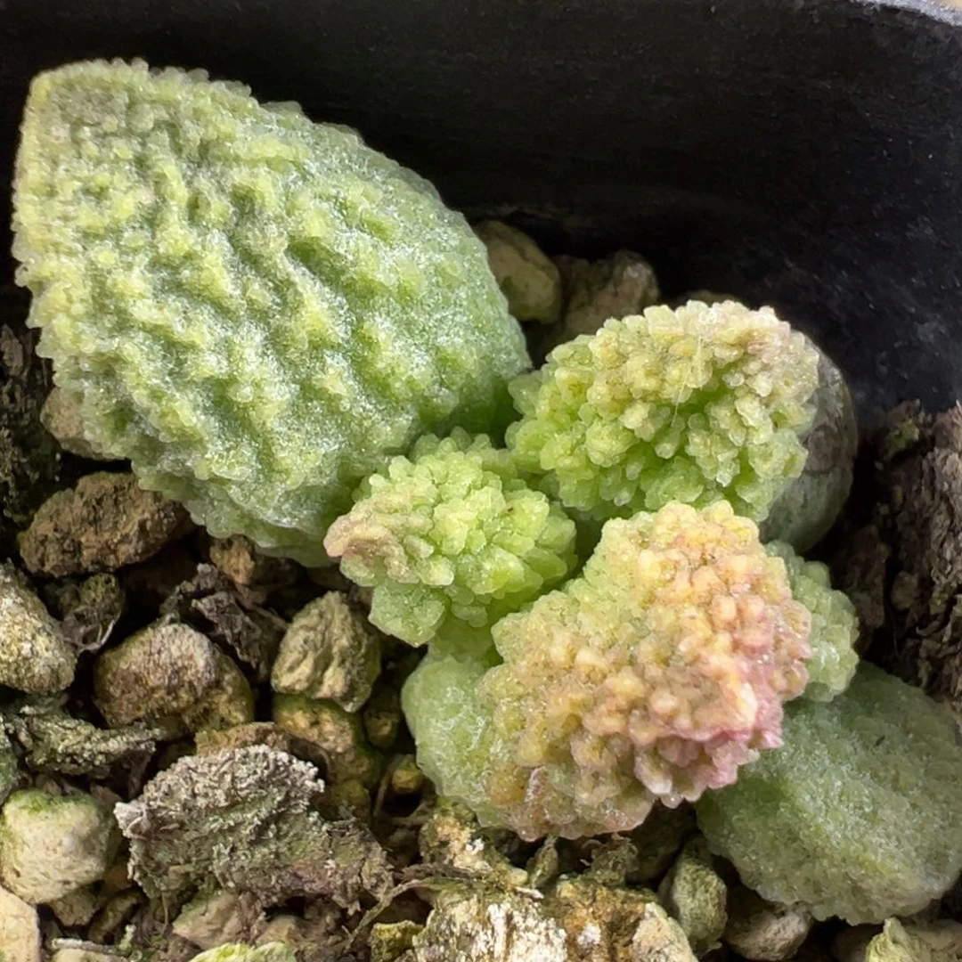绿youling美系爆炸纹多肉植物水泡