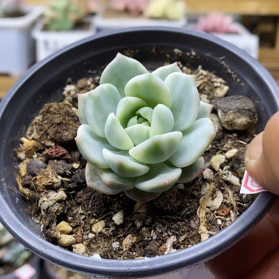 06314 香草锦多肉