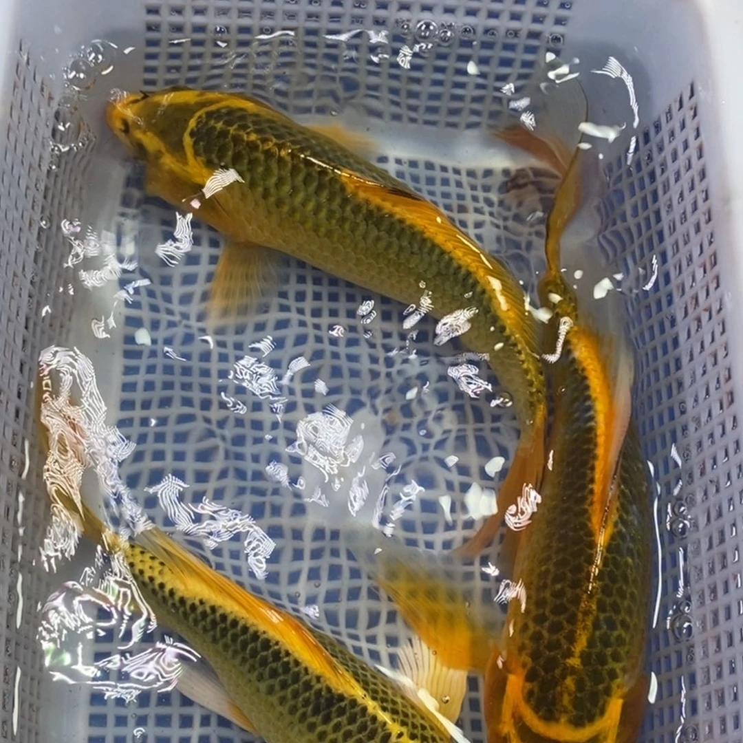锦鲤冷水锦鲤包邮