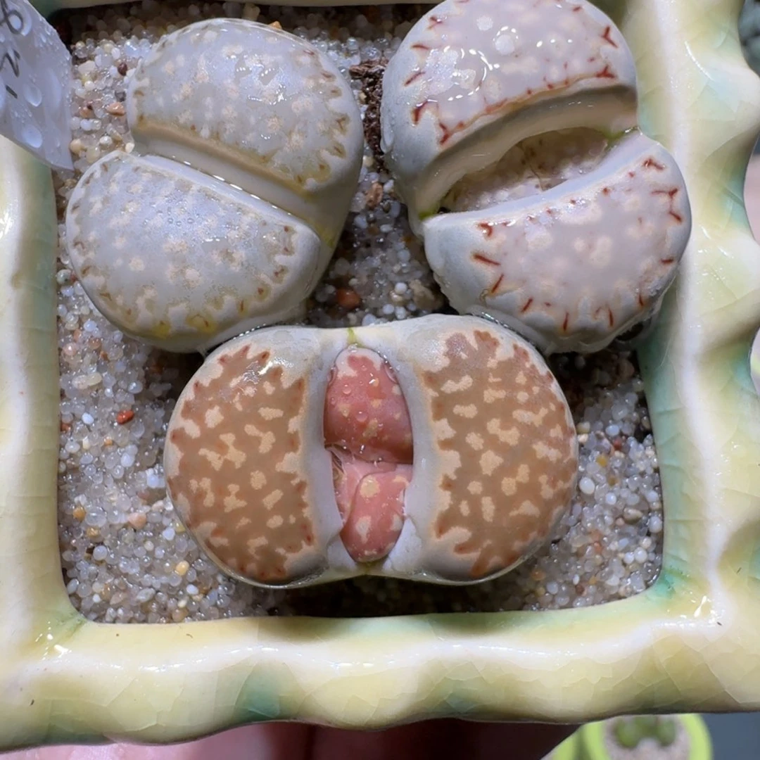 红陶蘑菇759寿丽