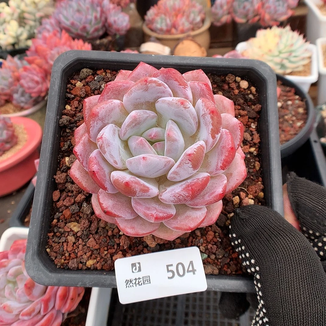 504星星多肉植物6666