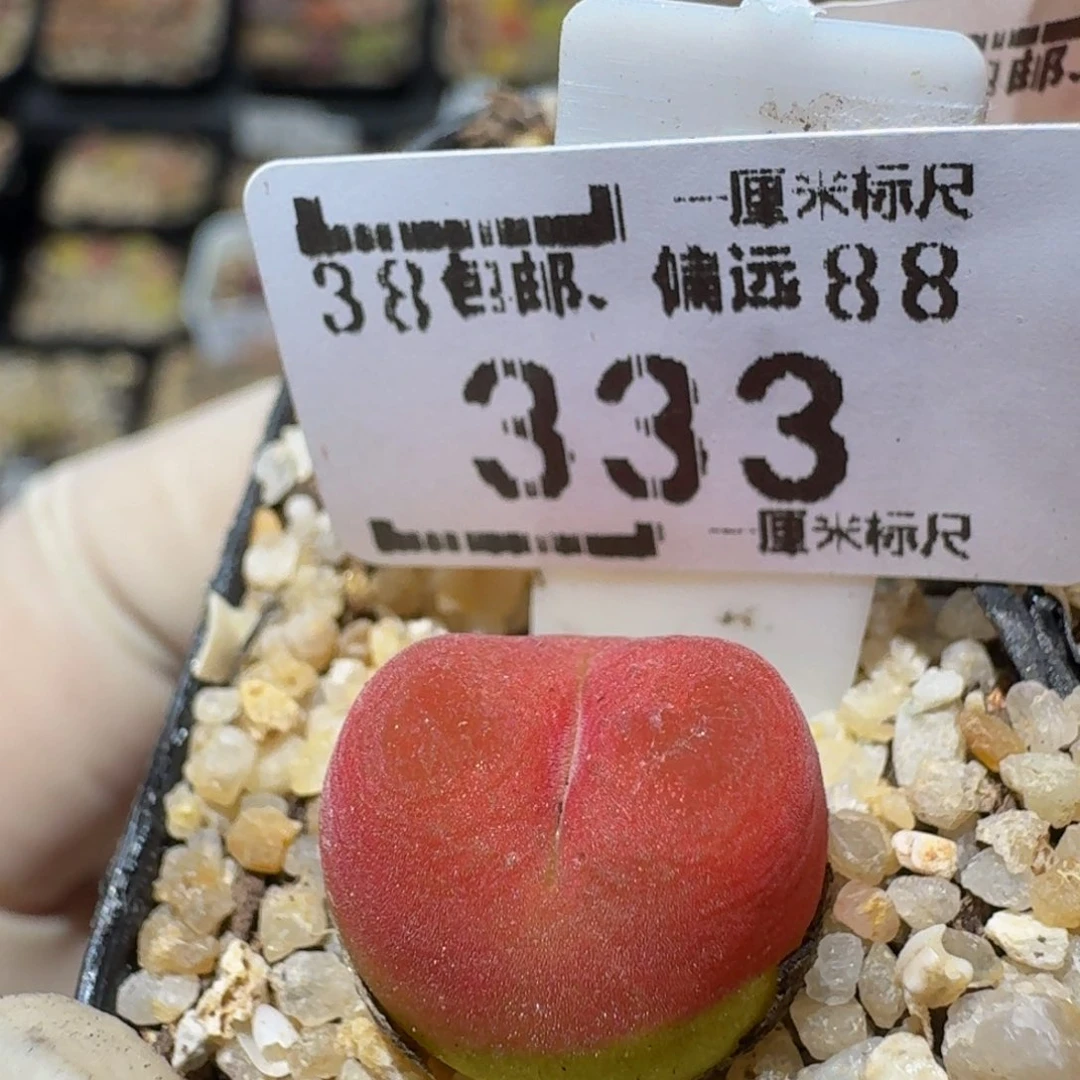 Zzzzxp生石花肉锥333水蜜桃