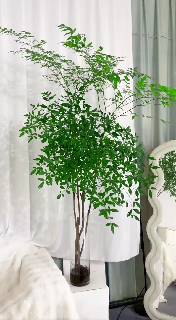 高品质水培南天竹室内外绿植四季不落叶净化空气