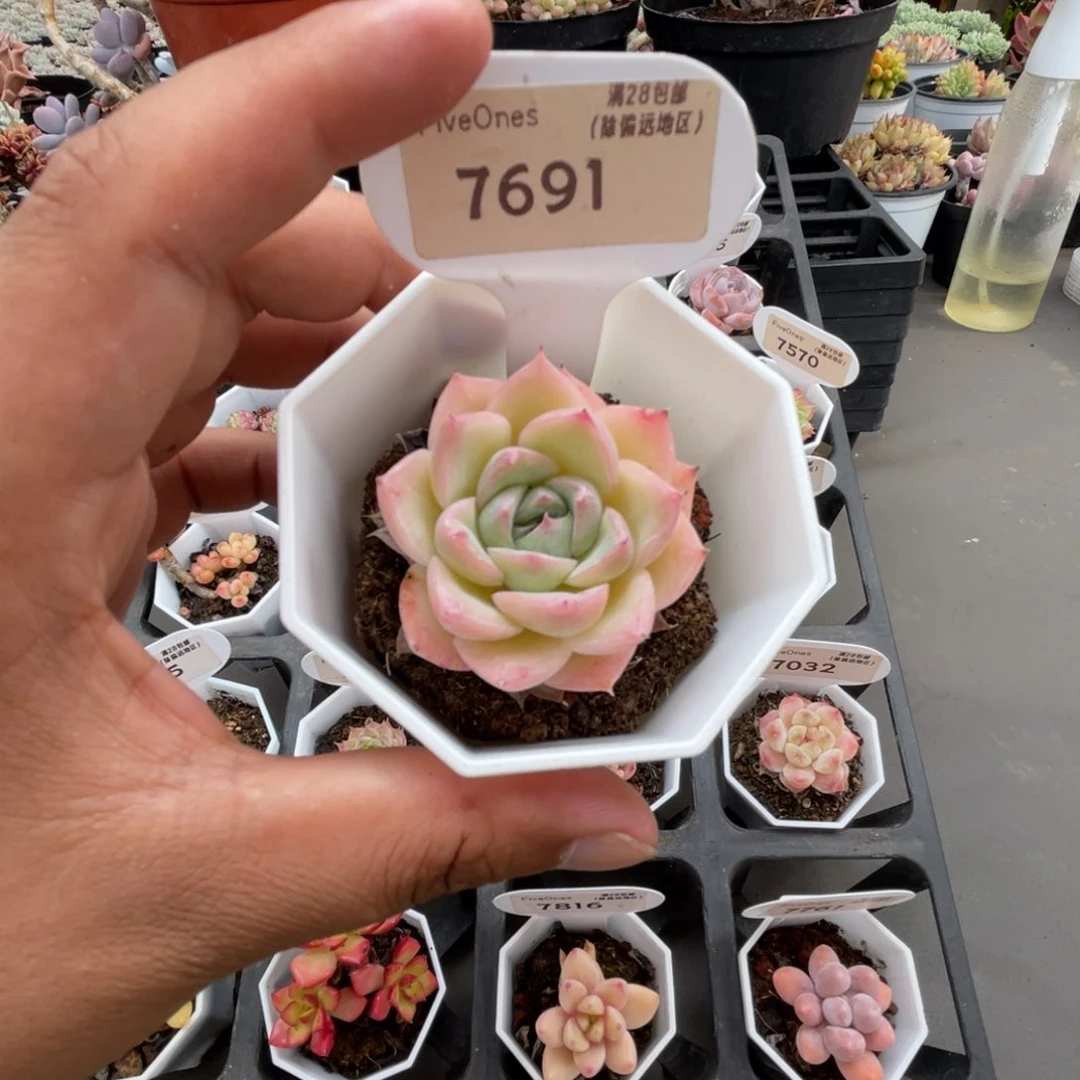 7691水晶玫瑰4.0厘米