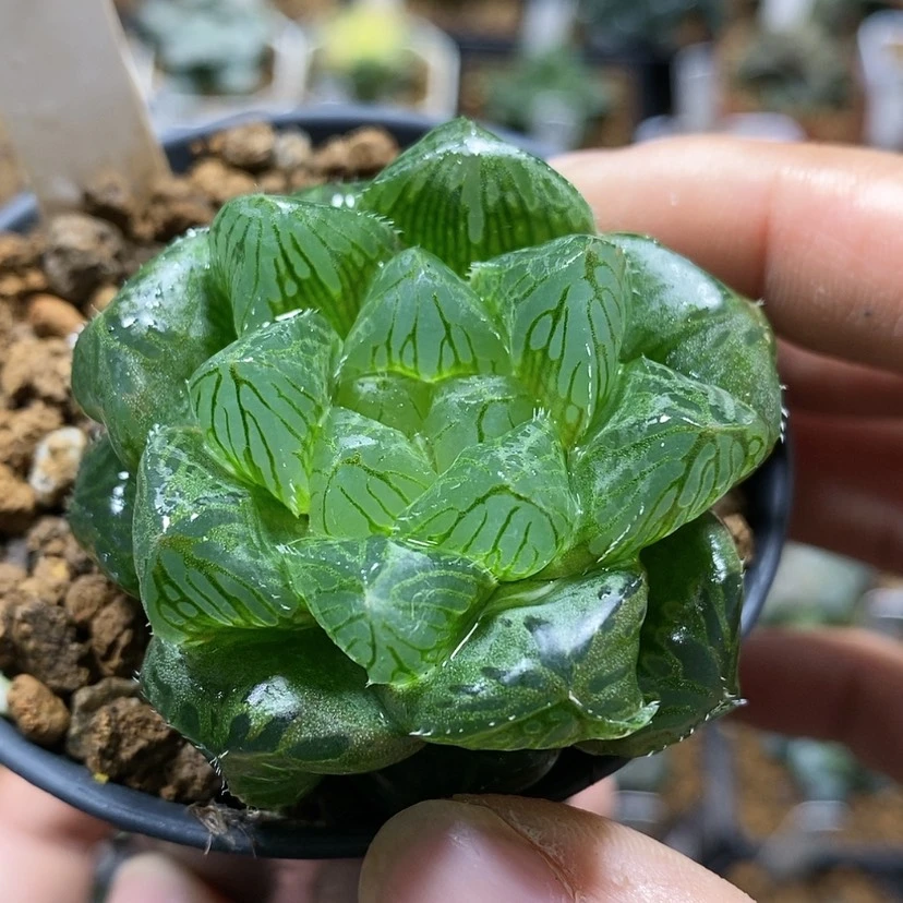 【闪购商品】33实生