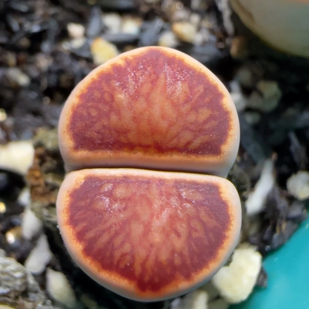 11.10。福利红窗菊。5019