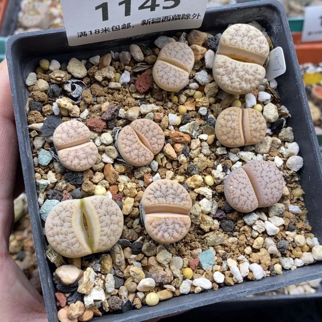1145。
