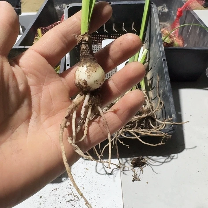 小飞侠朱顶红一棵