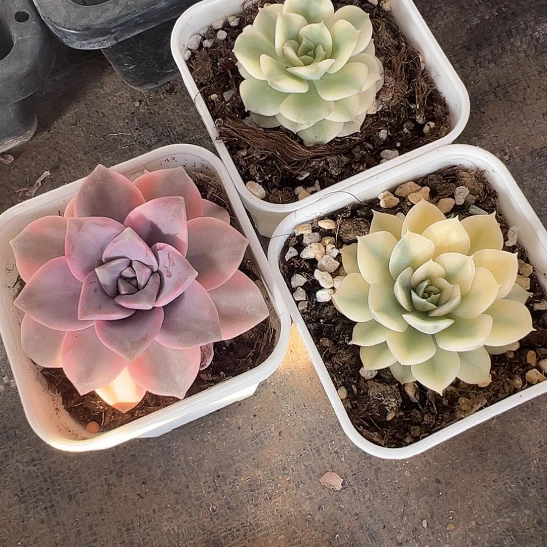 红*,多肉植物一物一拍