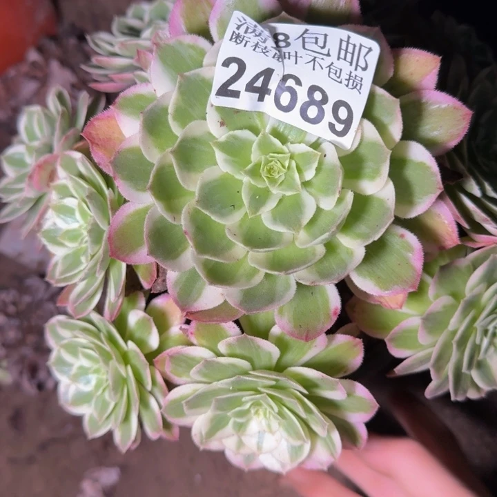 24689南海鲜多肉zhiwu