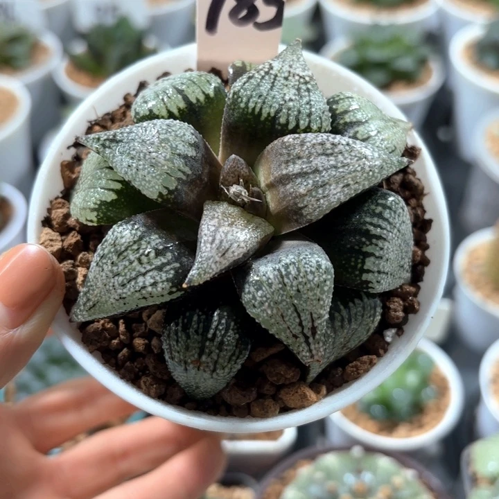 实生白银多肉植物