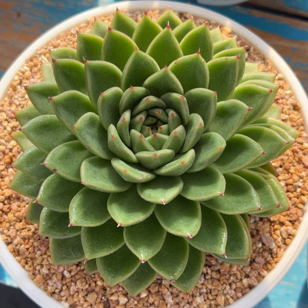 多肉植物一物一拍04