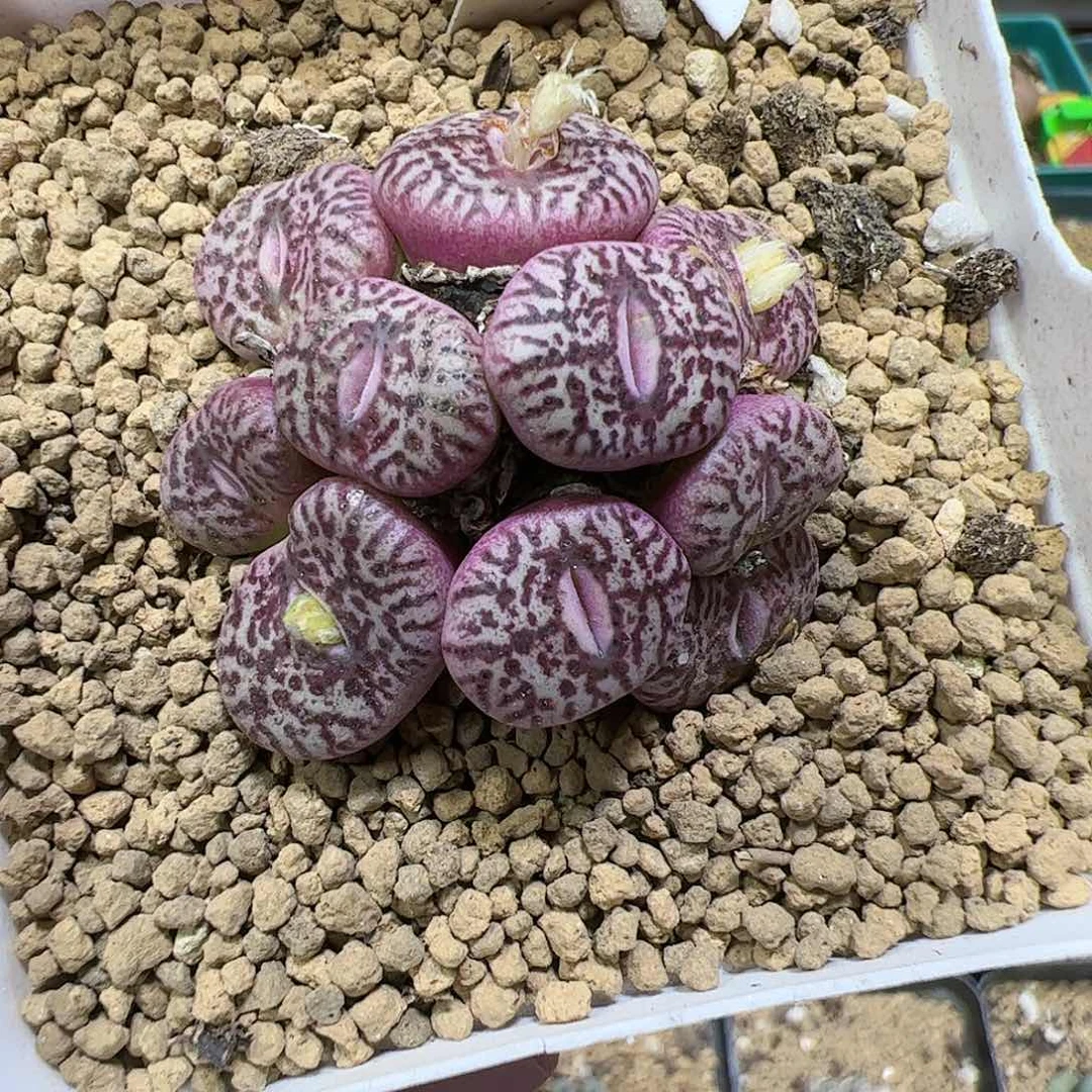 【闪购商品】185 秒