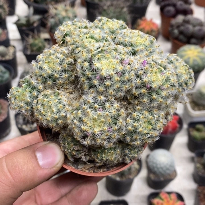 明星群特价福利特价2