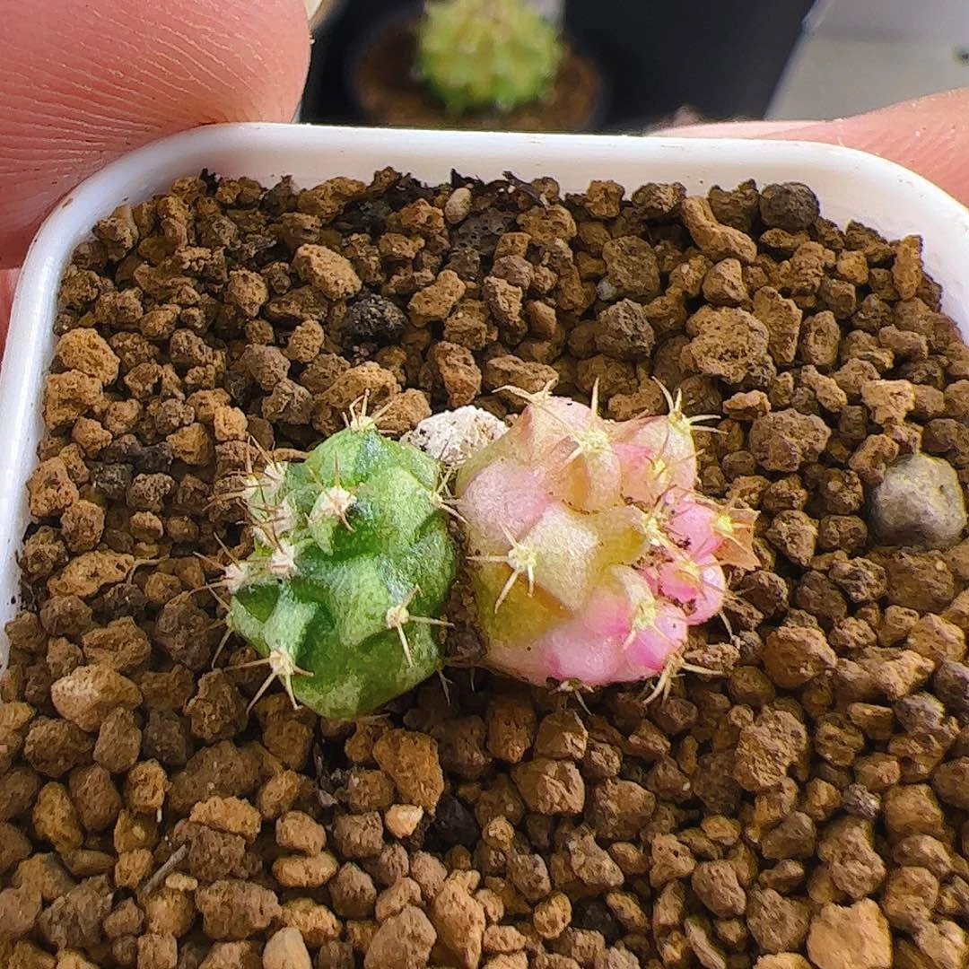 大部分开放少量花苞739