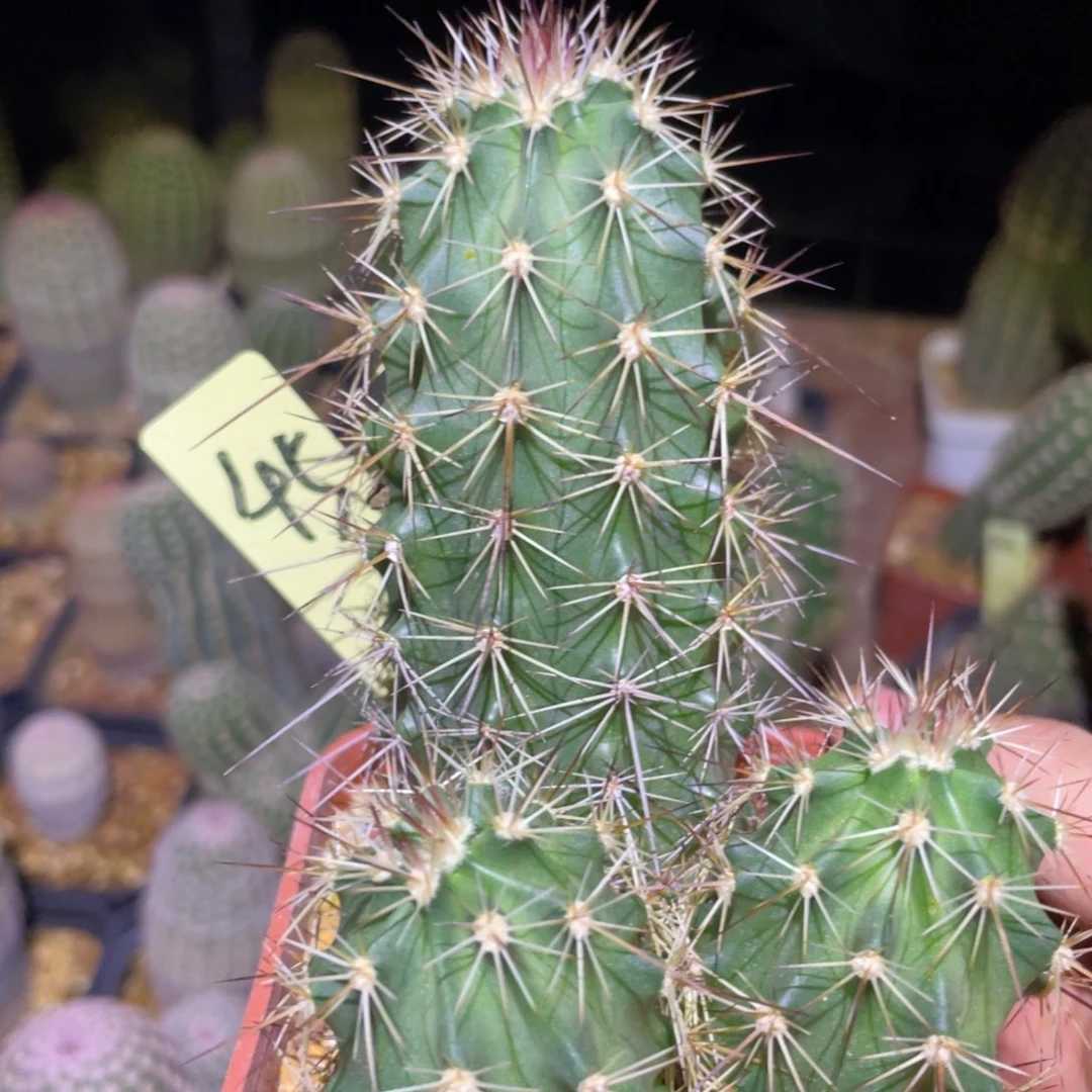 锦御旗鹿角柱属仙人球实生45