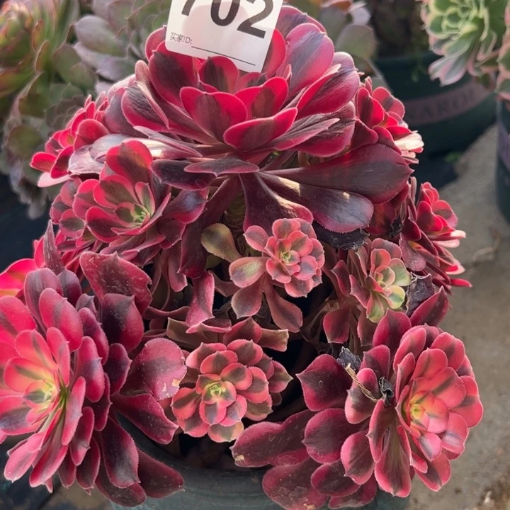 702美杜莎20厘米左右