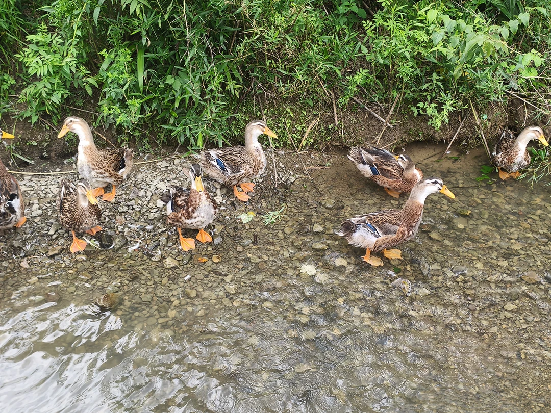 【两年以上老麻鸭】农村散养老麻鸭一物一拍