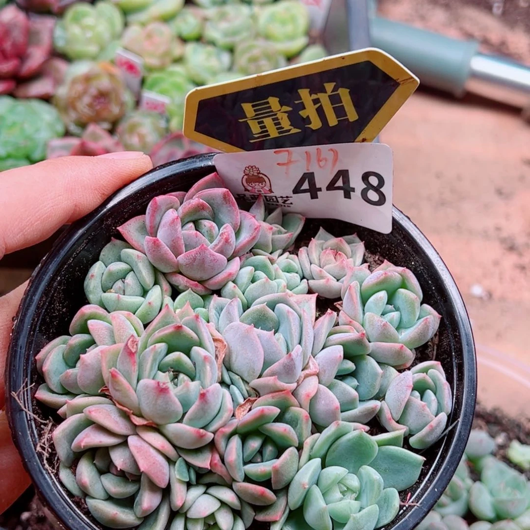 当前无花朵，栽培后可花朵