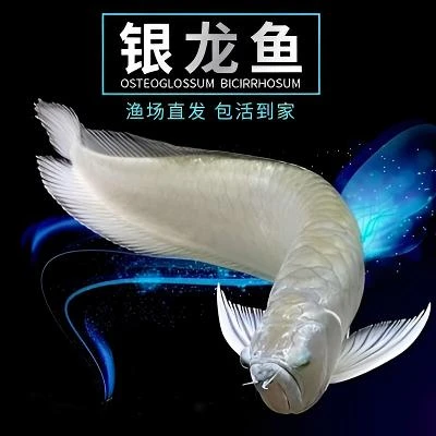 银龙鱼金龙鱼红龙鱼七彩龙鱼非洲黑龙红眼白子黄化银龙热带观赏鱼