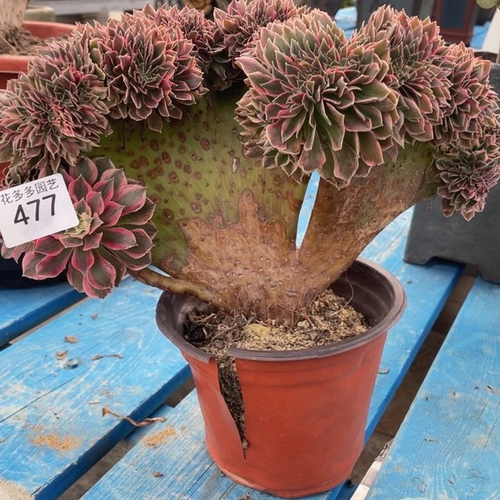 恋477女神法师缀化