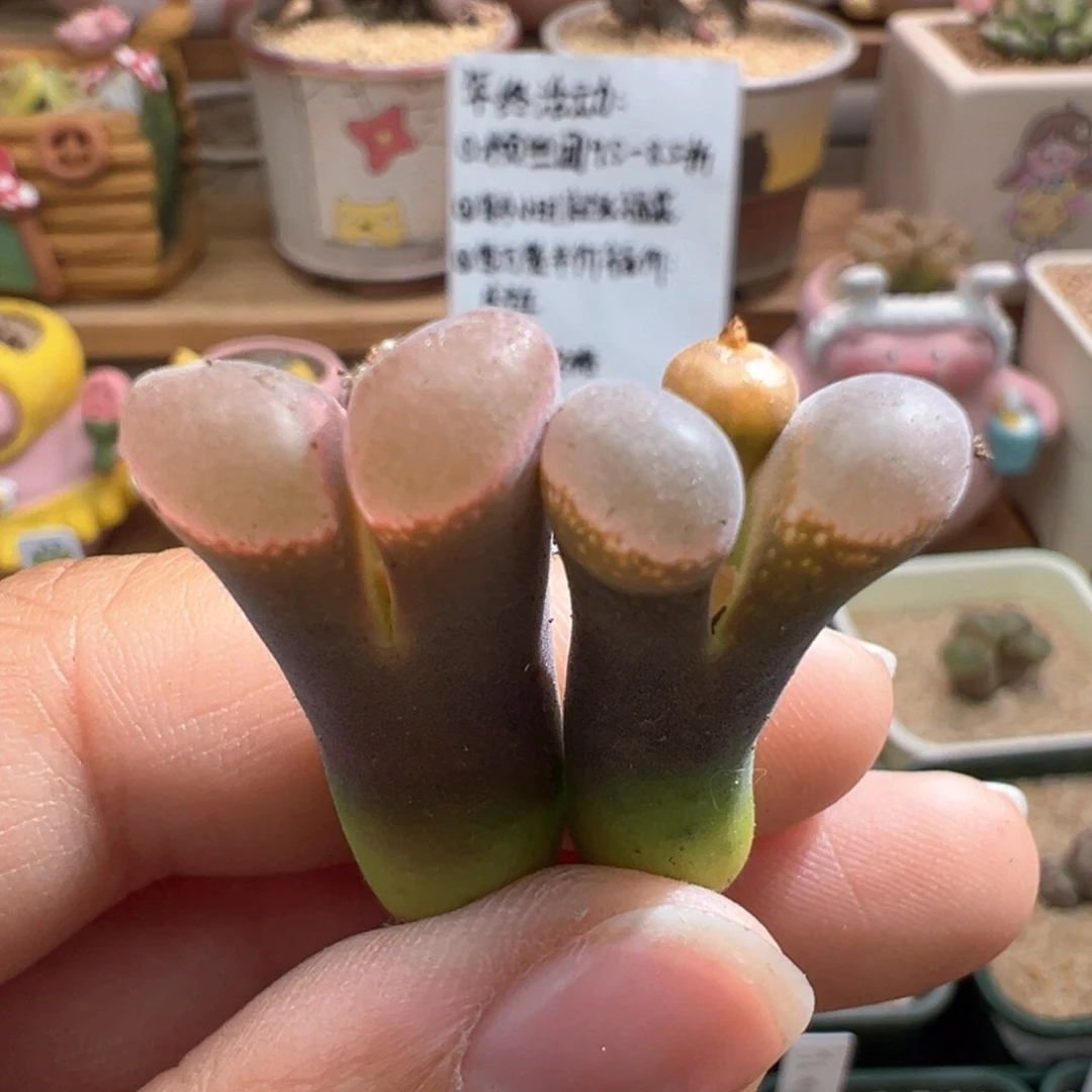 831。青蛙优选比肉风铃。长腿福利