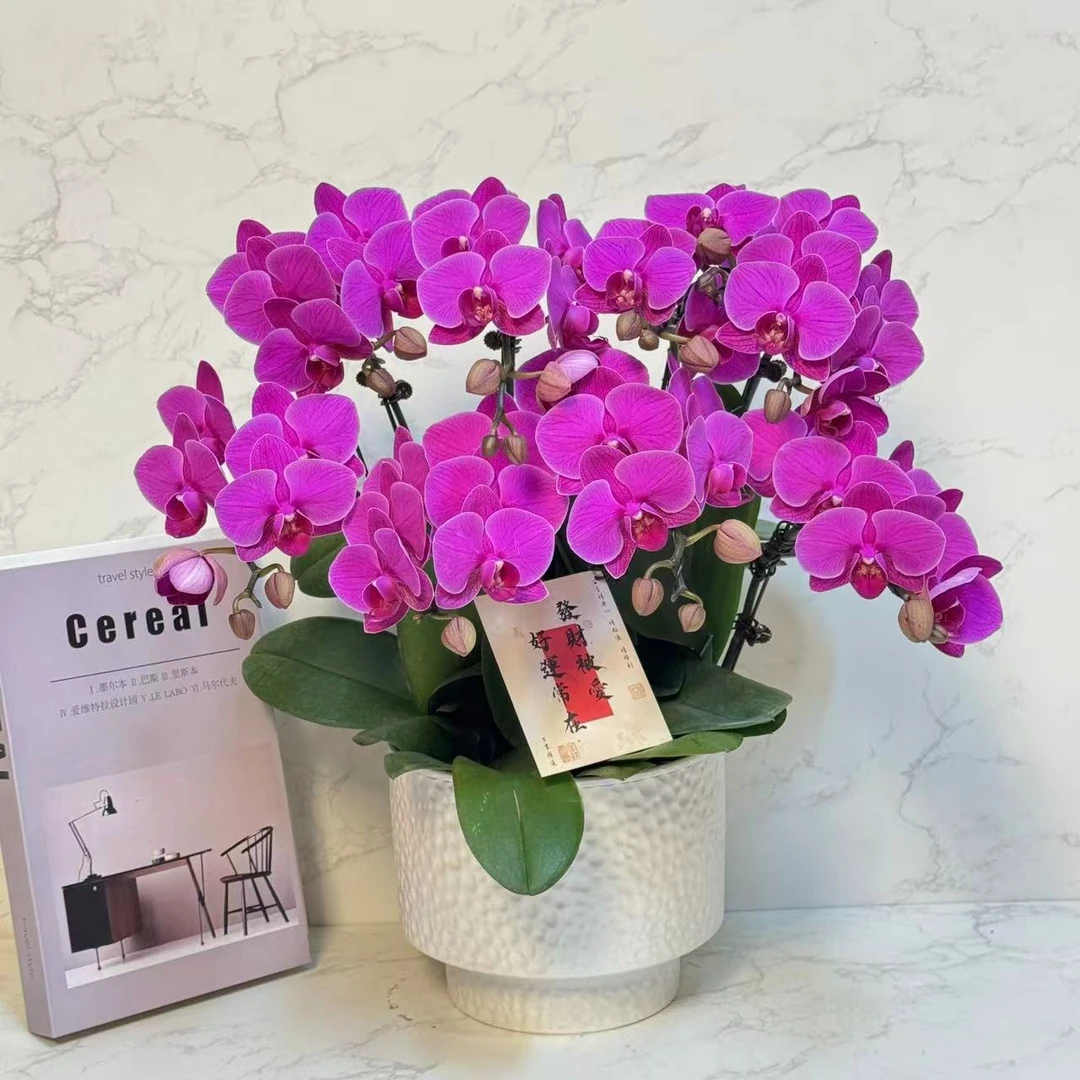 多彩优选（福星）年宵花紫红色蝴蝶兰鲜花室内送礼高端花卉