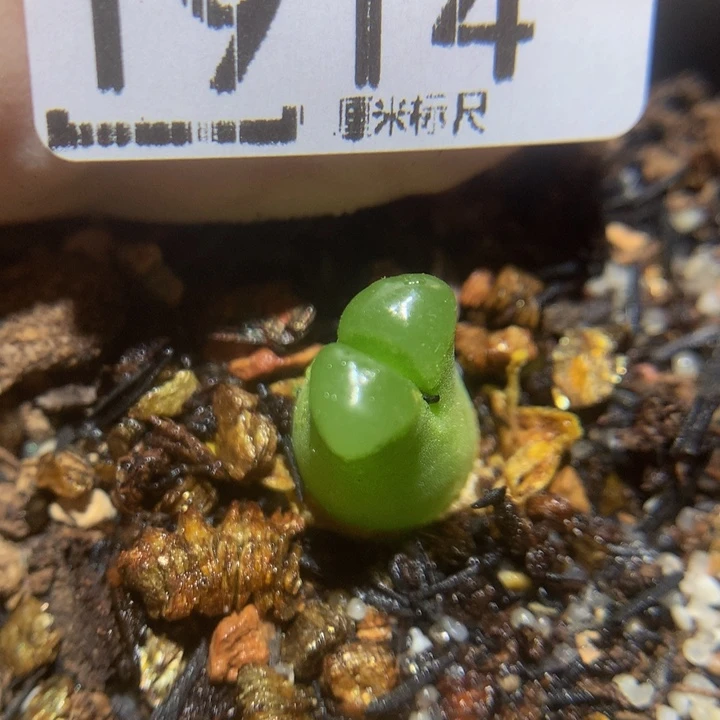 儿童节快乐生石花1914奶瓶