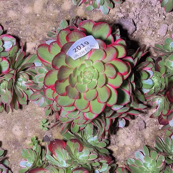 2019粉花妖多肉植物