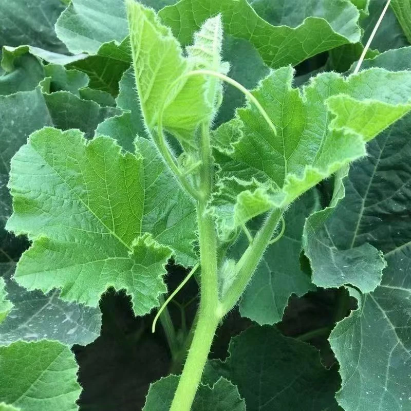 贵州正宗农家新鲜现采南瓜尖南瓜藤南瓜叶时令蔬菜现摘现发