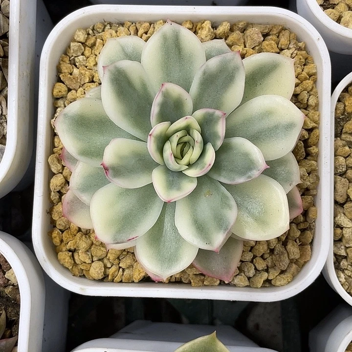 寒酥锦一物一拍锦龙