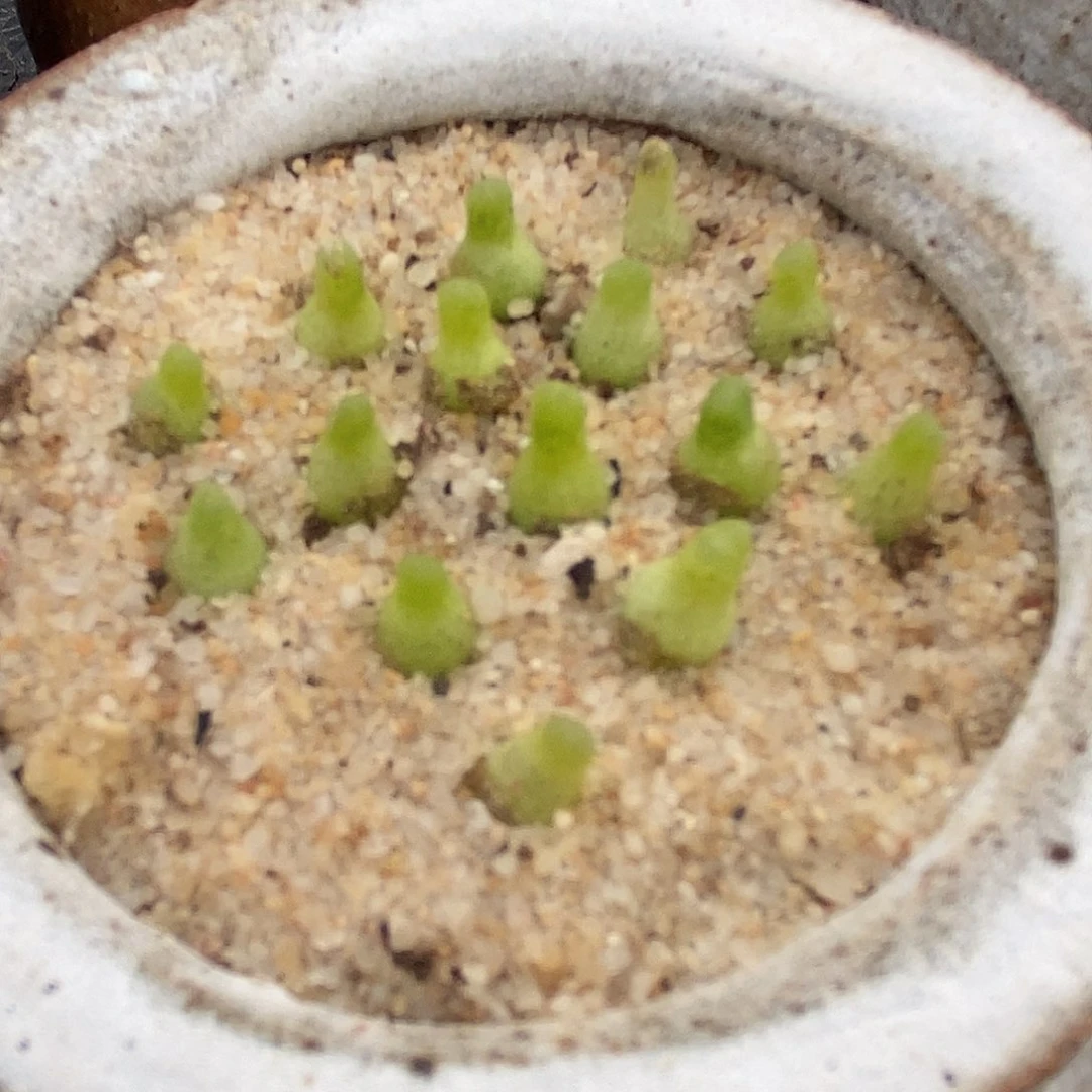 小葫芦一颗。