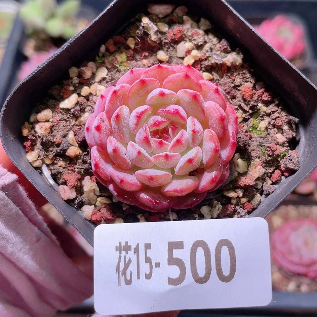 花利美15-500哈尼