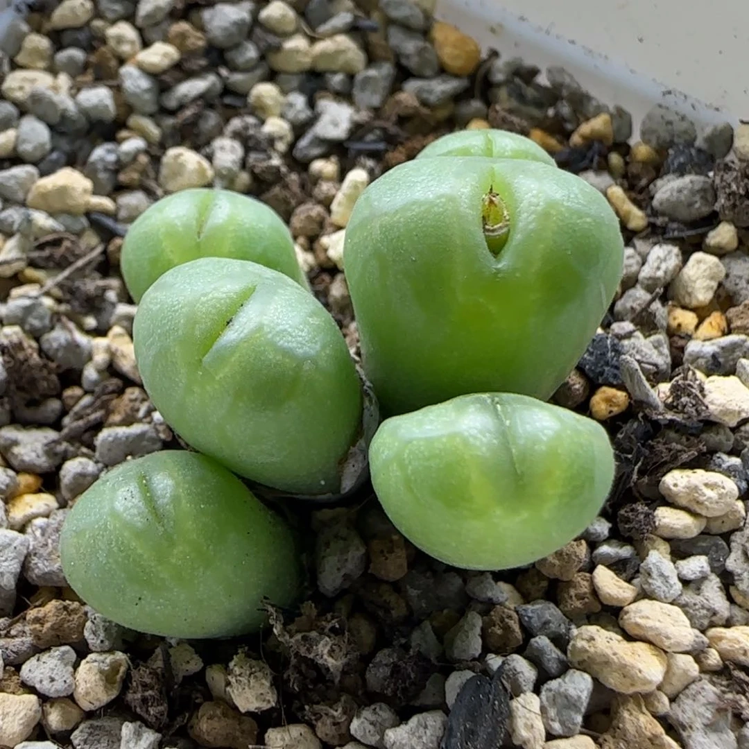 2-24-4-3当天满58包邮小型送奶工杂嘟嘟嘴脱土