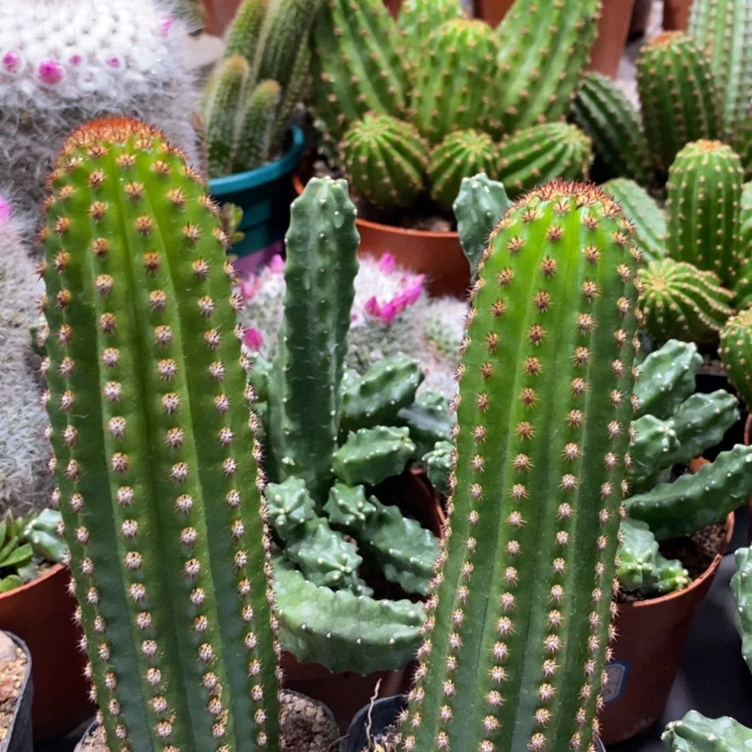 进口金妞金1自根一杯