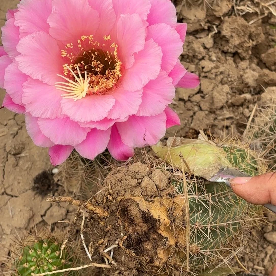 127 带根毛花仙人球瑕疵