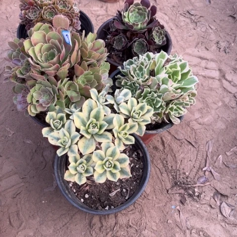 811多肉植物组合，