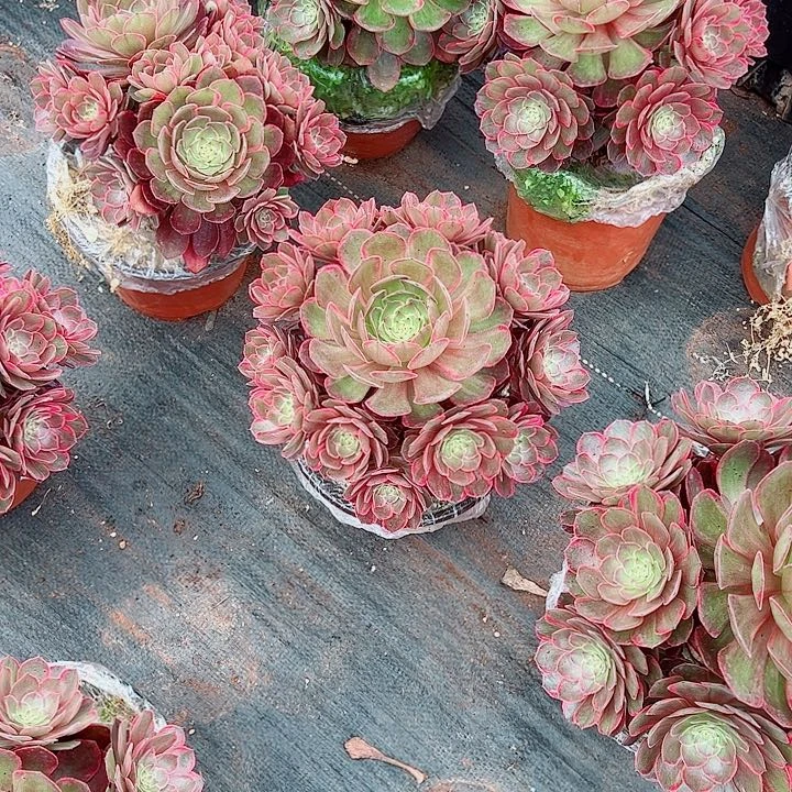 莲花座多肉植物大战