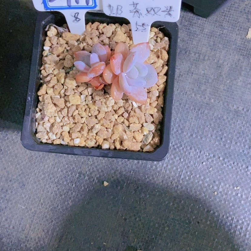 【闪购商品】?****?2717