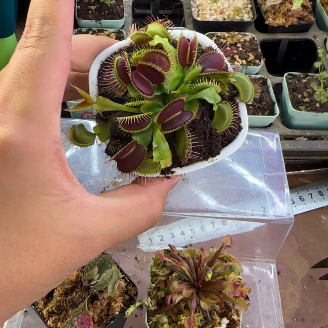 伊***筑完全开放巨夹捕蝇草