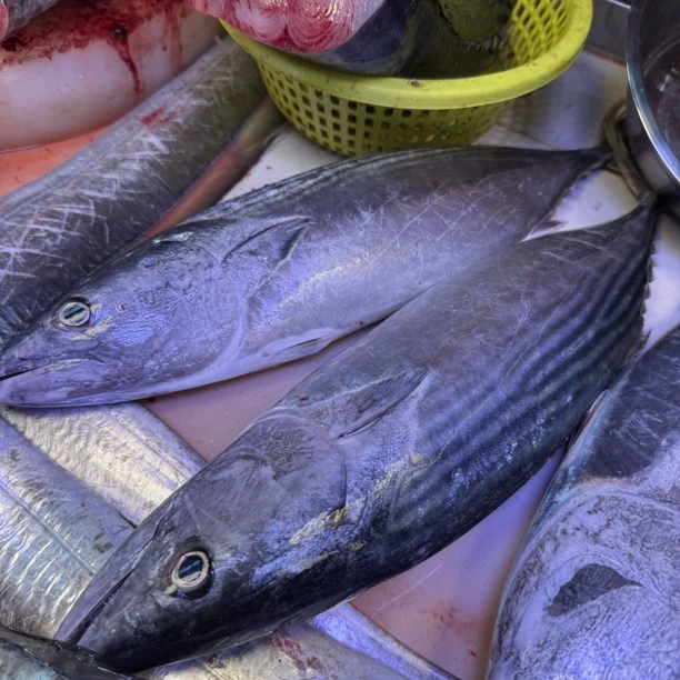 汕尾本港肥烟鱼（鲣鱼）顺丰发货省外不包邮