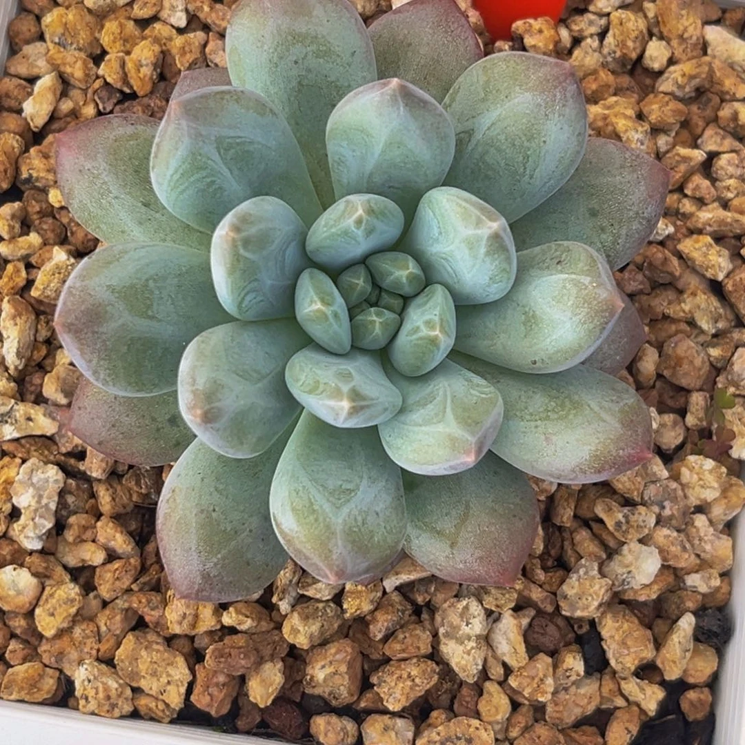 9048下午多肉植物群生